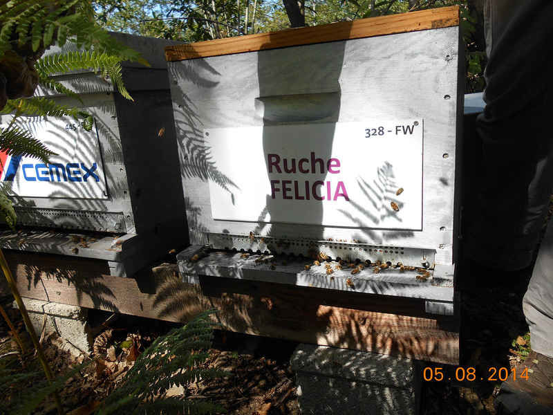 La ruche Félicia