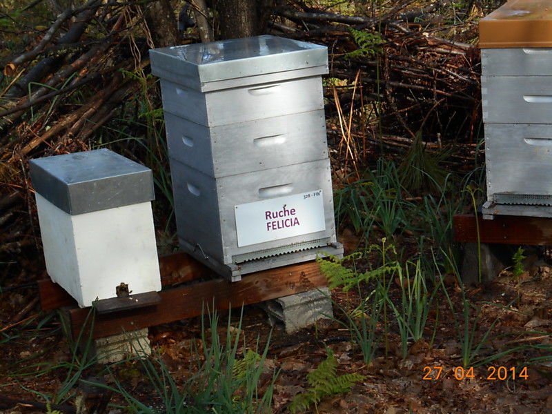 La ruche Félicia