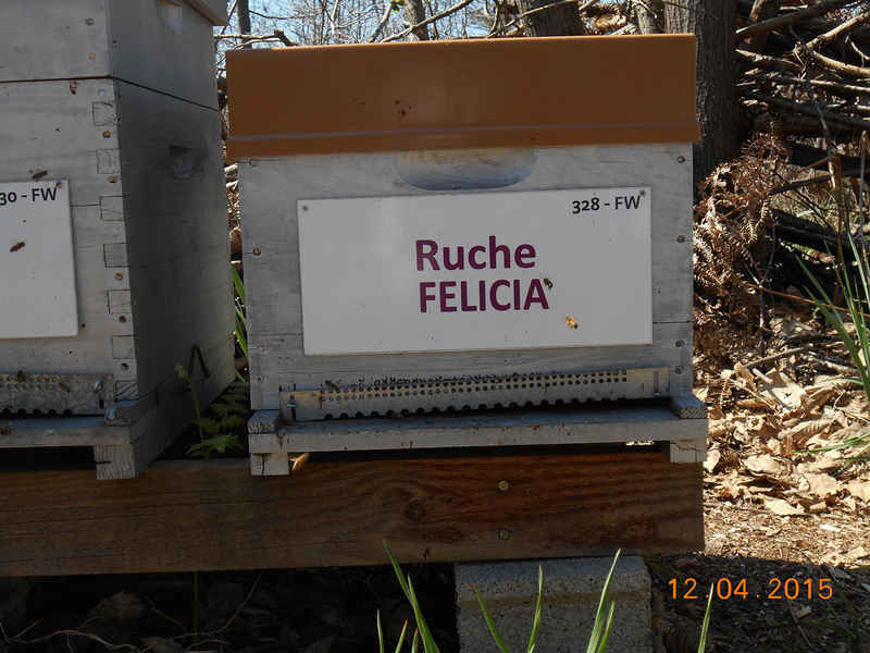 La ruche Félicia