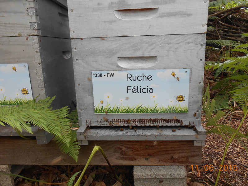 La ruche Félicia