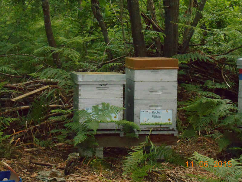 La ruche Félicia