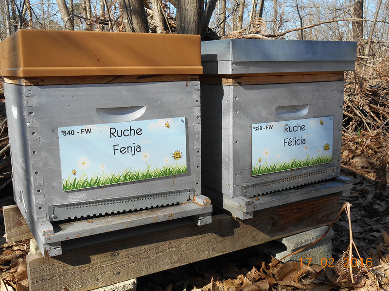 La ruche Félicia