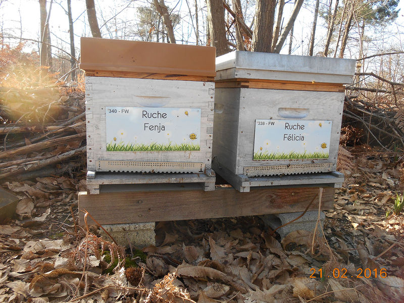 La ruche Félicia