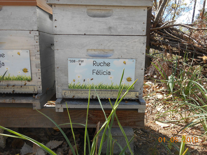 La ruche Félicia