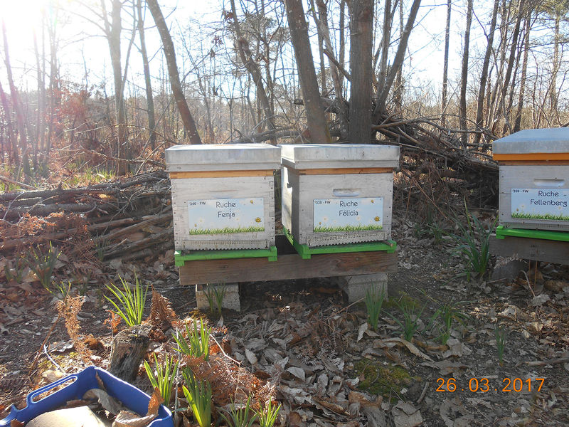 La ruche Félicia