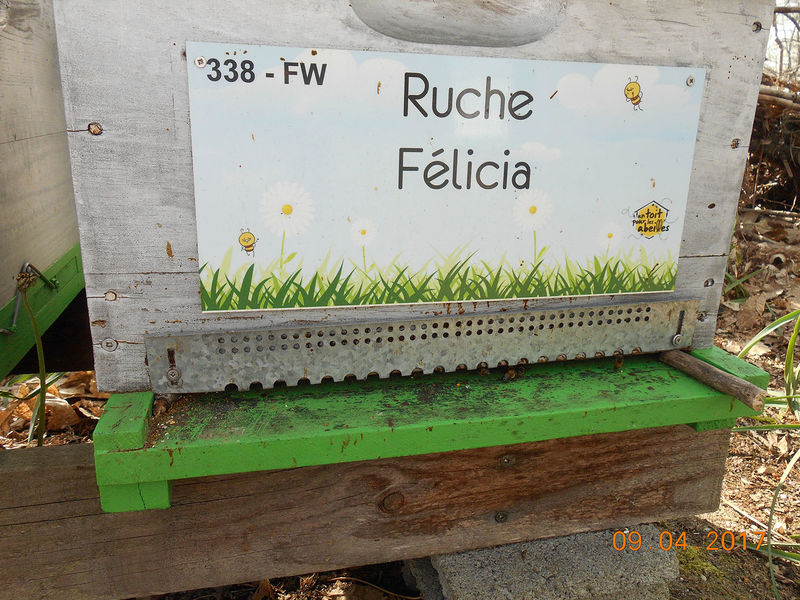 La ruche Félicia