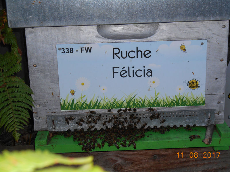 La ruche Félicia