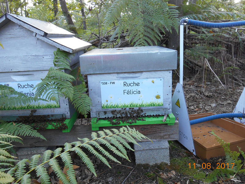 La ruche Félicia