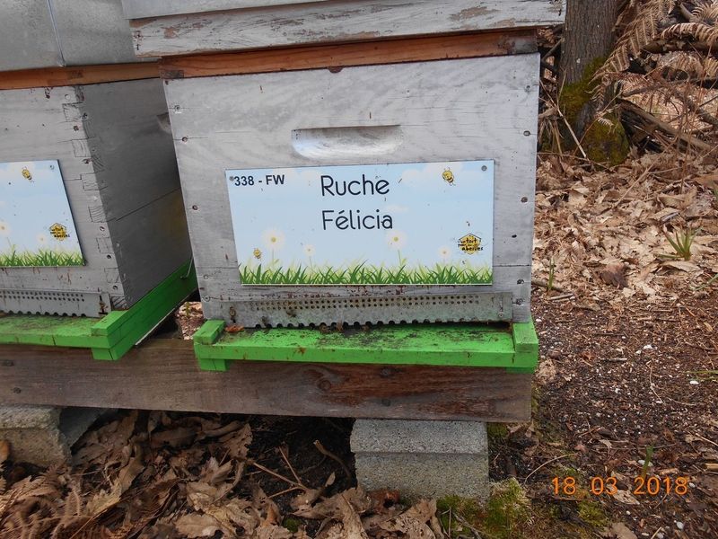 La ruche Félicia