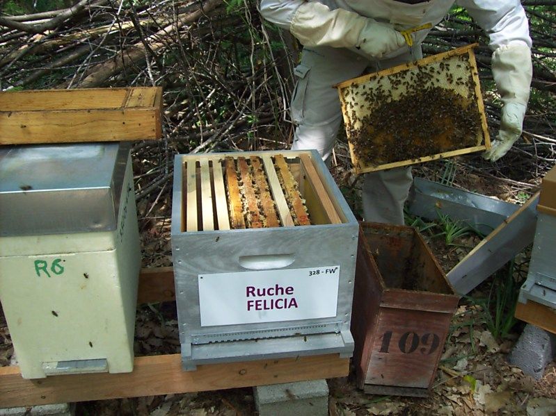 La ruche Félicia