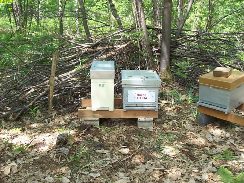 La ruche Félicia