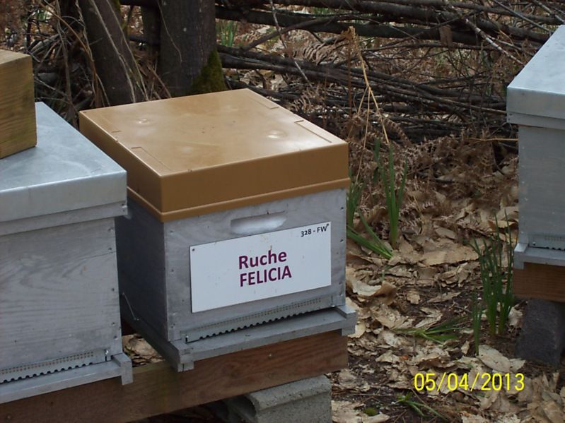 La ruche Félicia