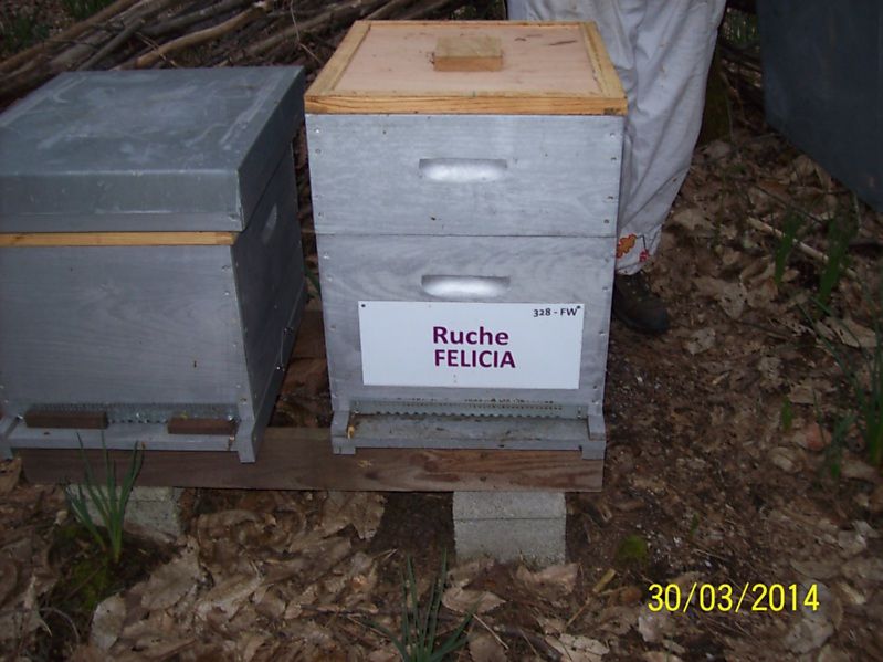 La ruche Félicia