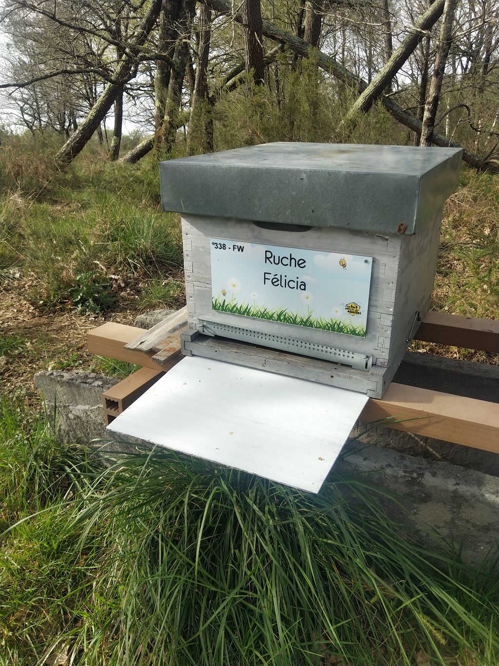 La ruche Félicia
