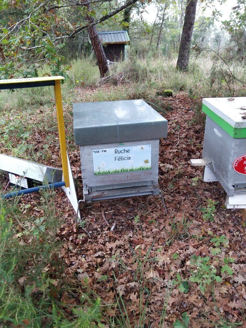 La ruche Félicia