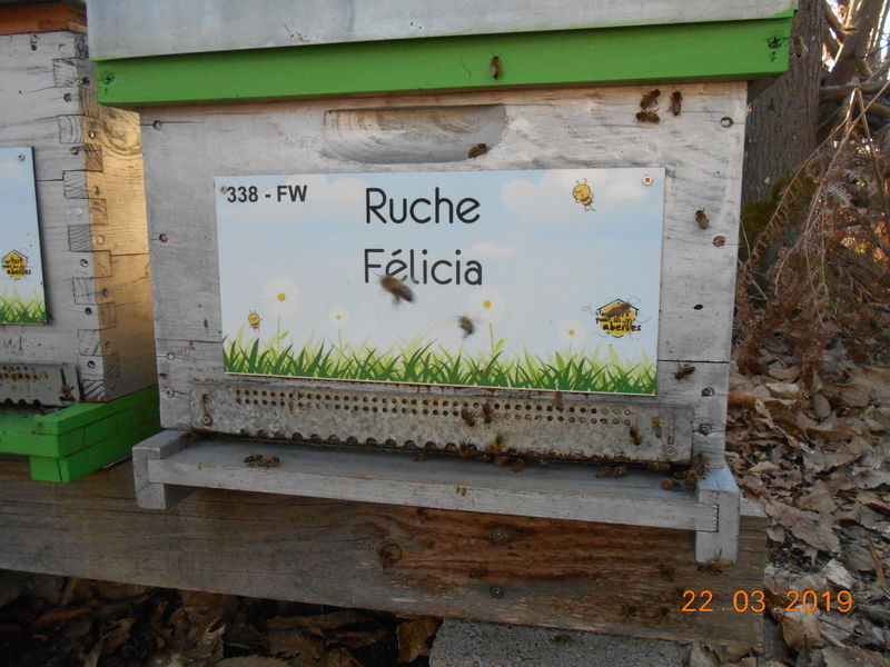 La ruche Félicia