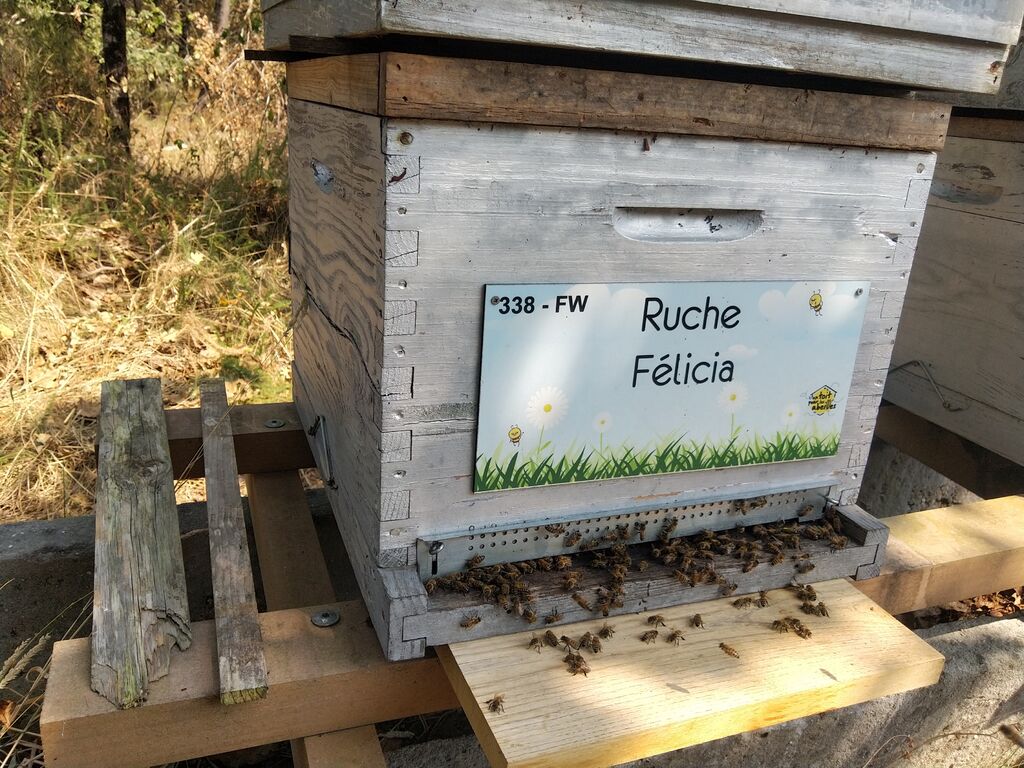 La ruche Félicia