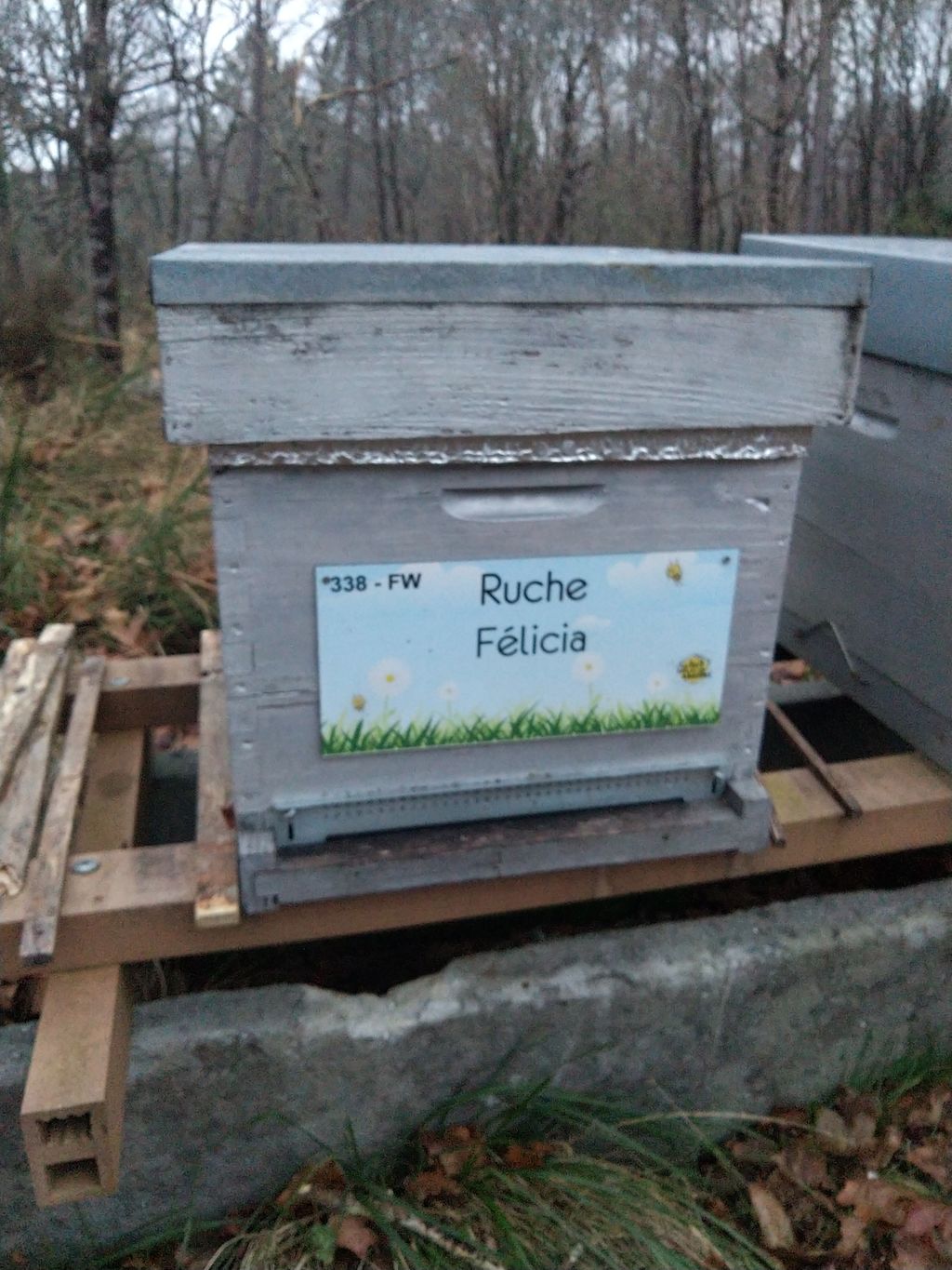 La ruche Félicia