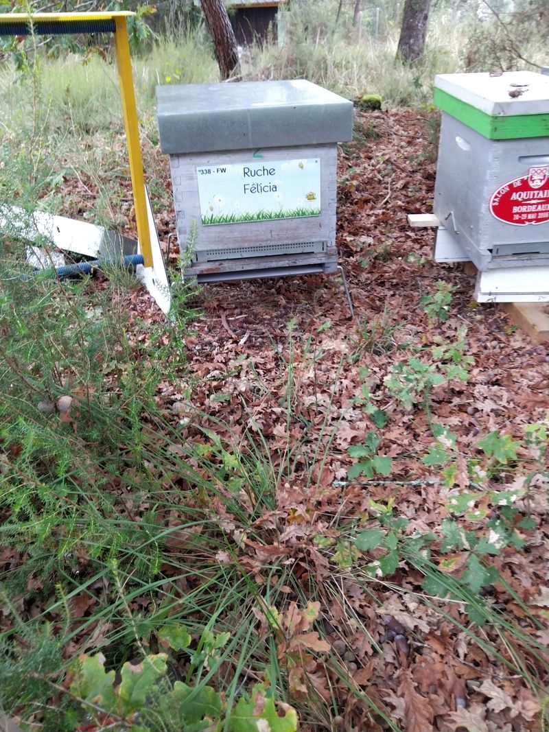 La ruche Félicia