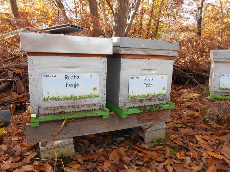 La ruche Félicia