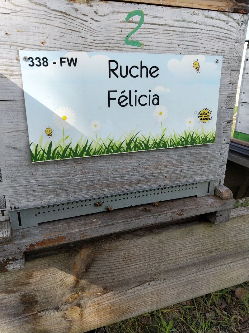 La ruche Félicia