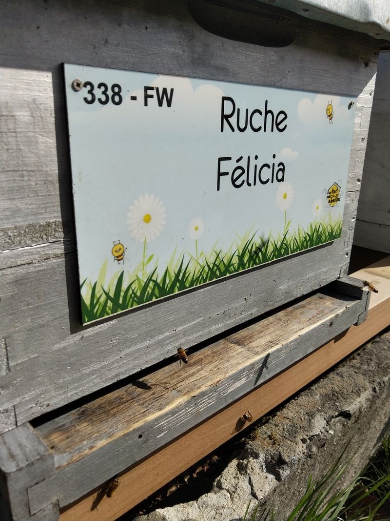 La ruche Félicia