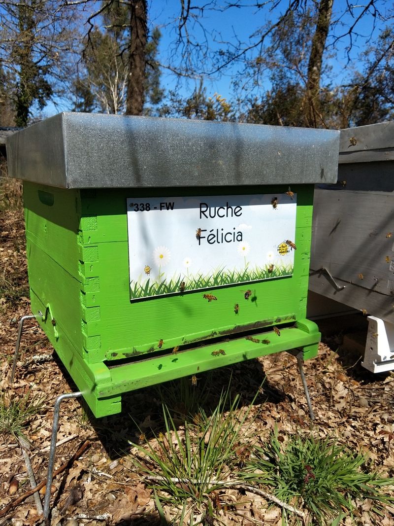 La ruche Félicia