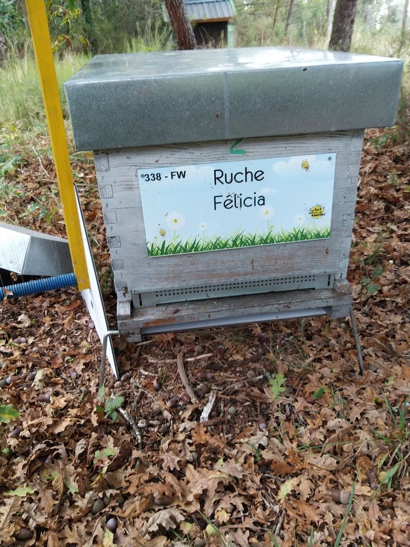 La ruche Félicia