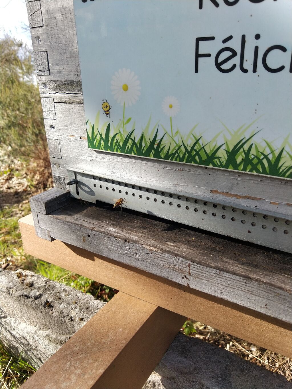 La ruche Félicia