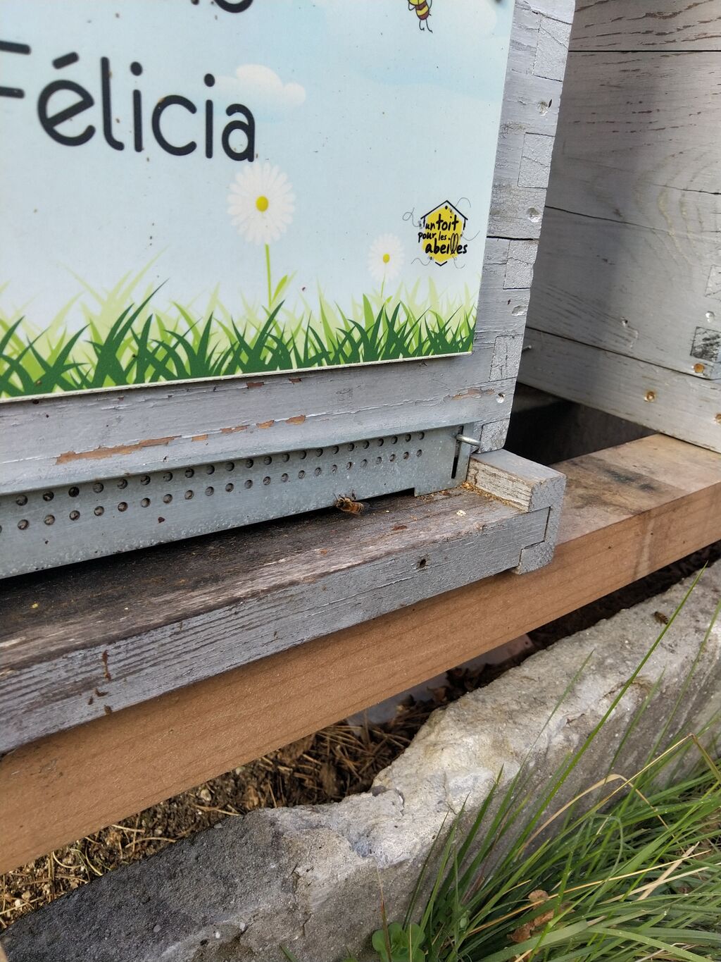 La ruche Félicia