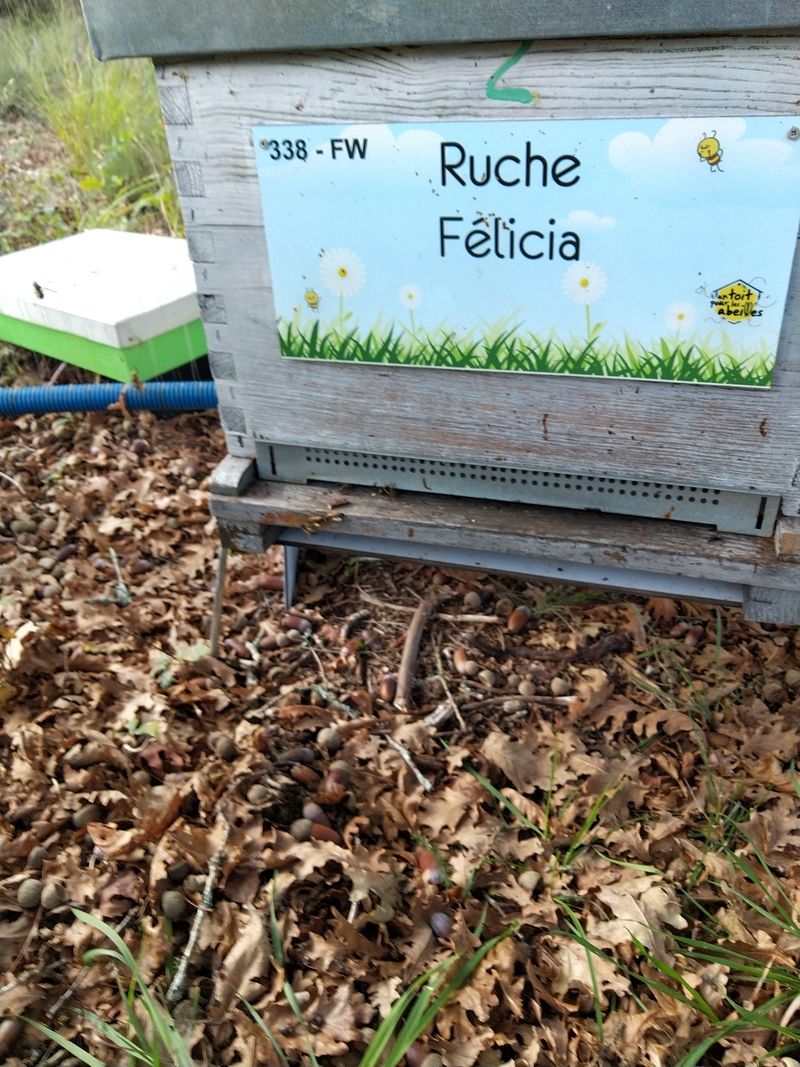 La ruche Félicia