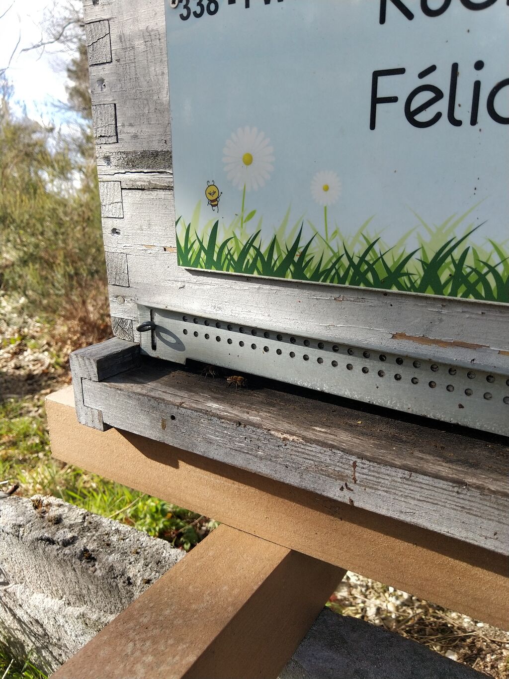 La ruche Félicia