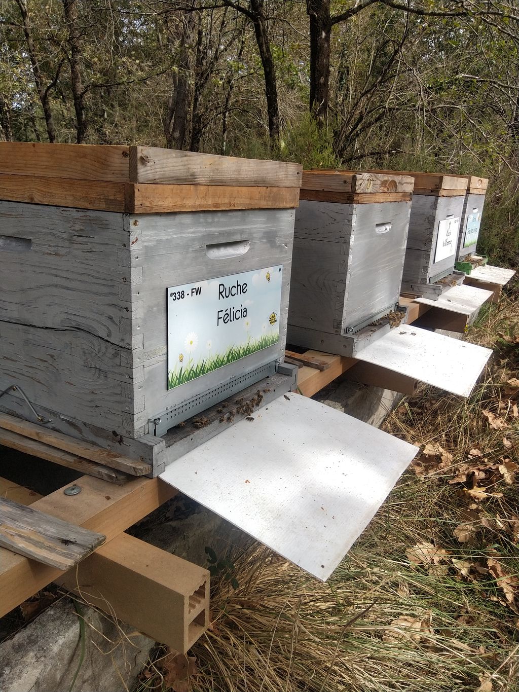 La ruche Félicia