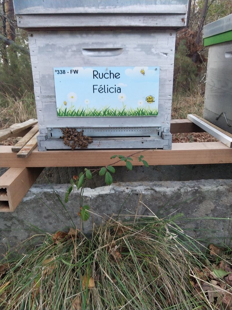 La ruche Félicia