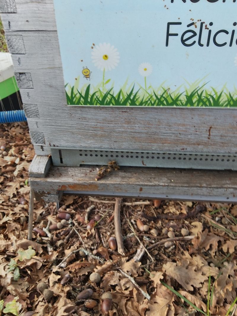 La ruche Félicia