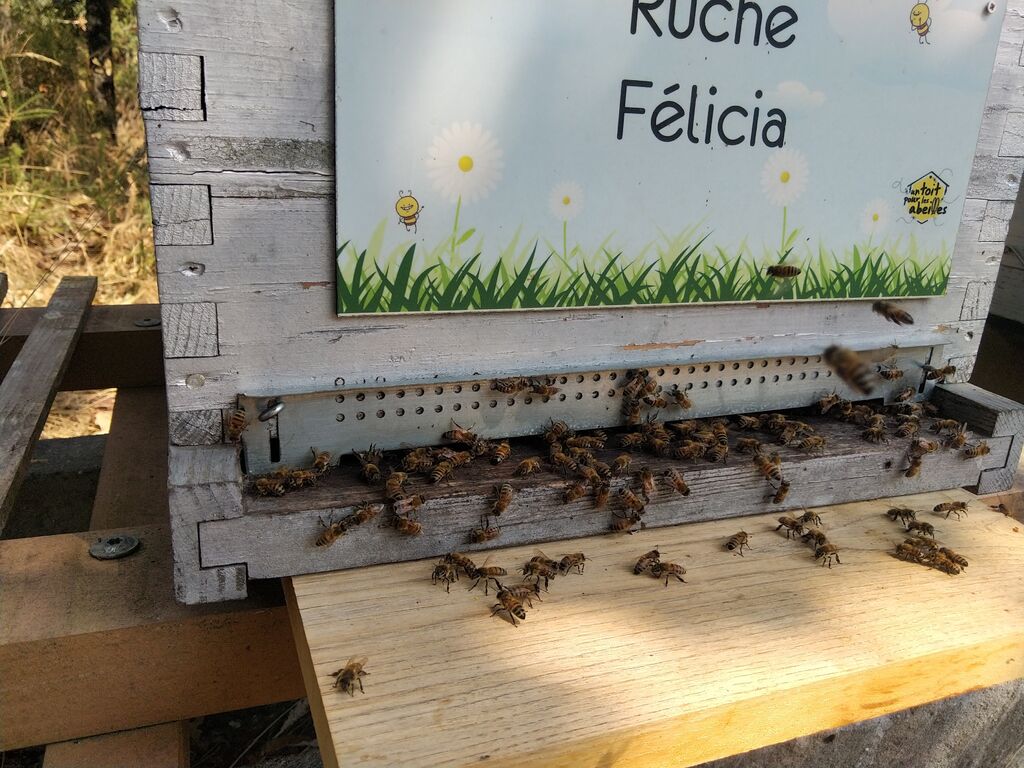 La ruche Félicia