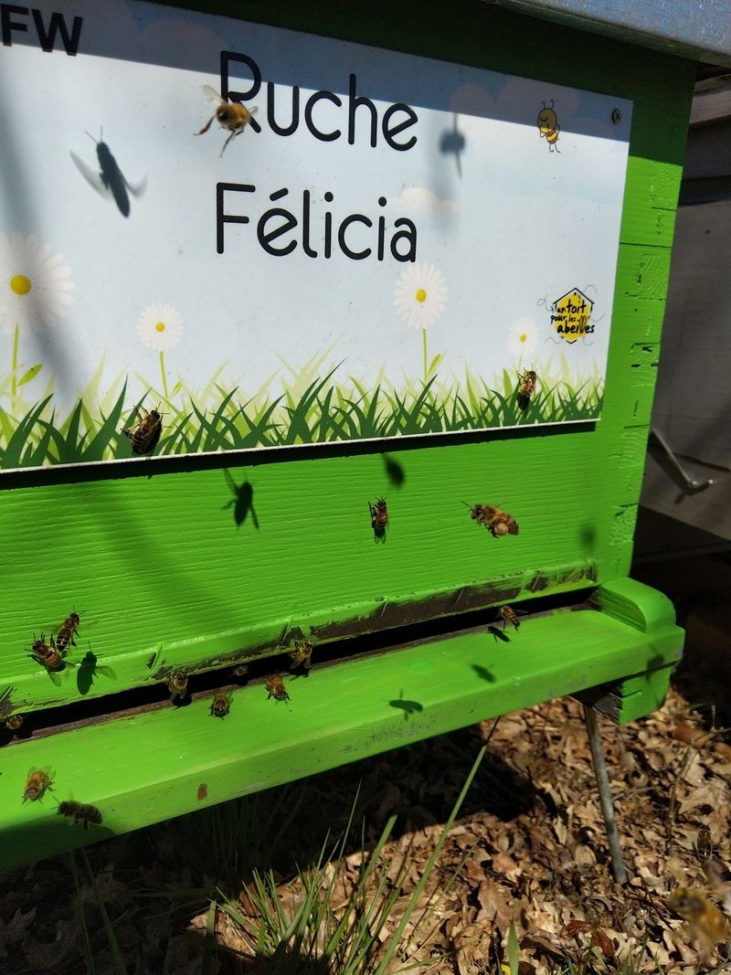 La ruche Félicia