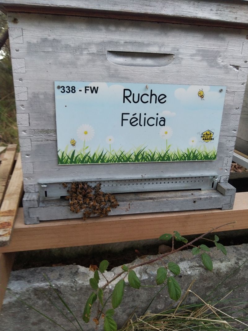 La ruche Félicia
