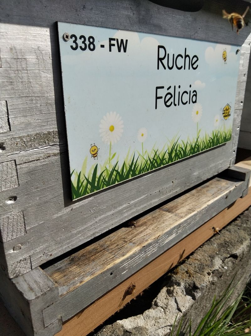 La ruche Félicia