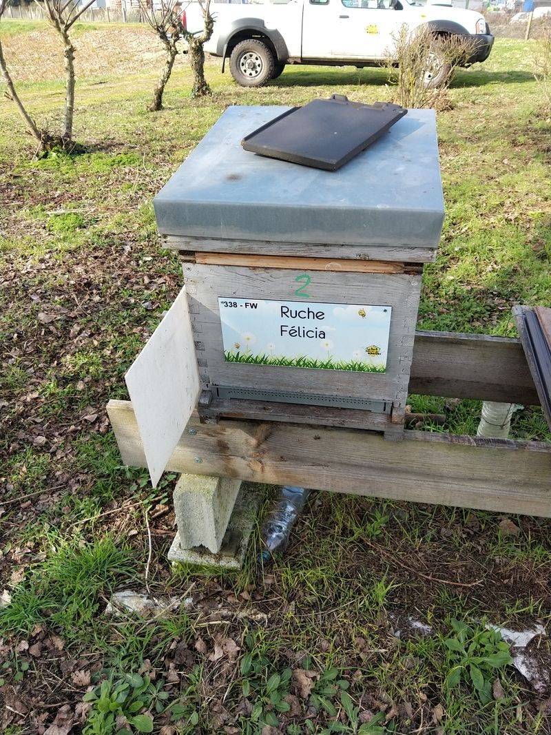 La ruche Félicia
