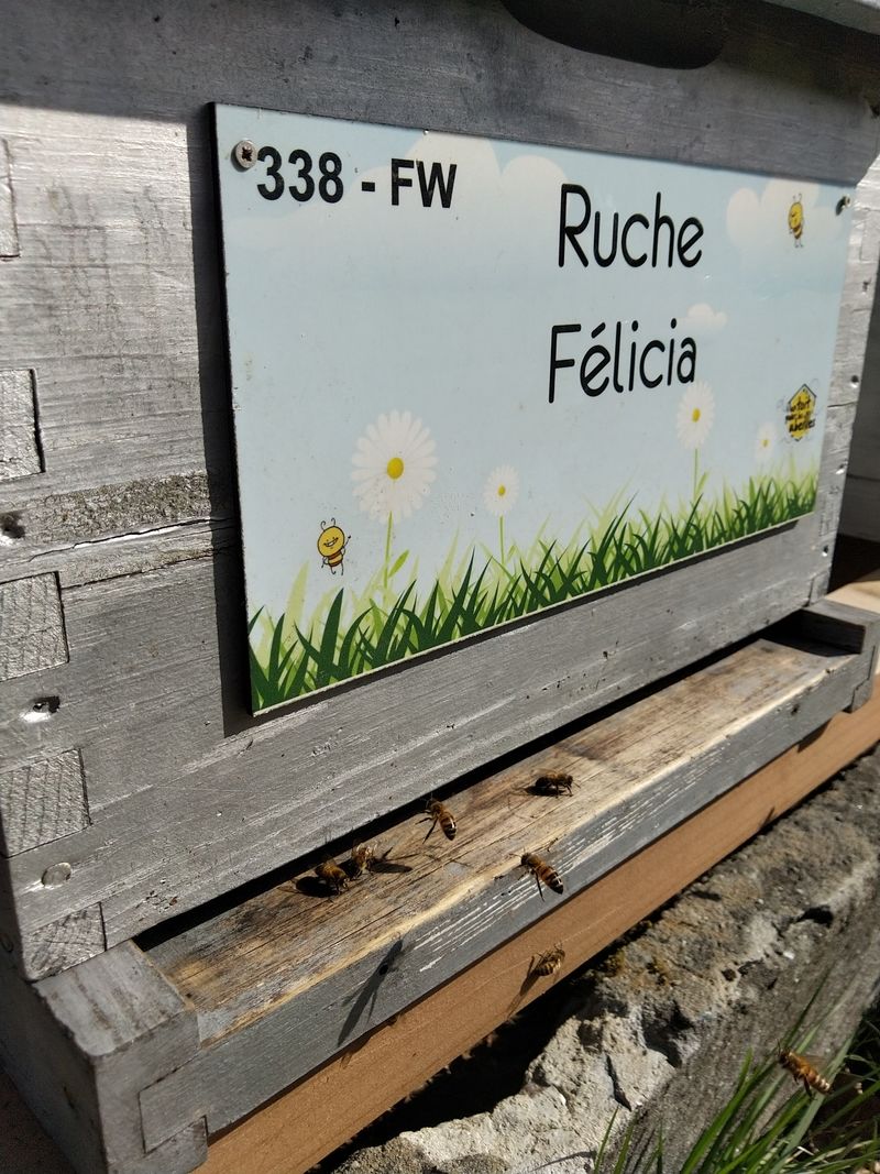 La ruche Félicia