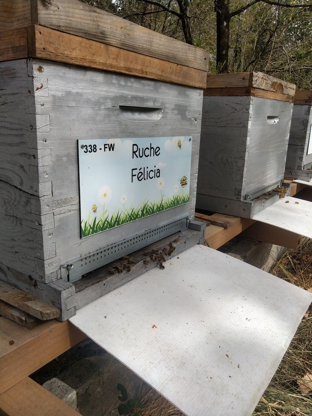 La ruche Félicia
