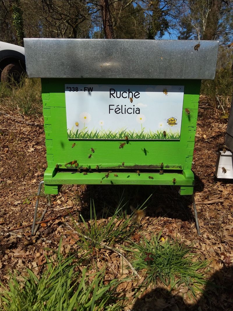 La ruche Félicia