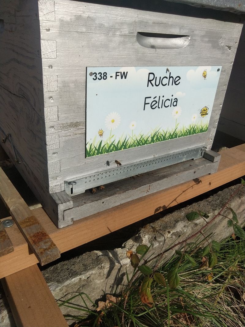 La ruche Félicia