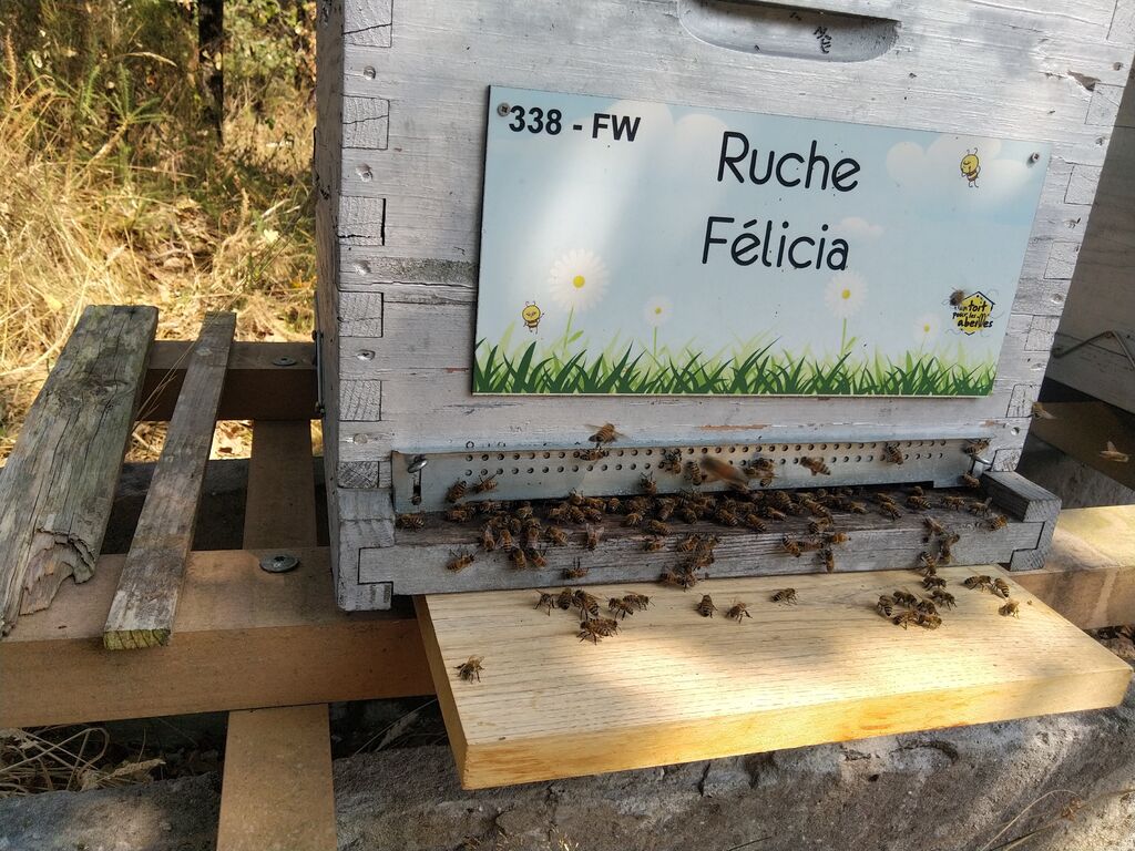 La ruche Félicia