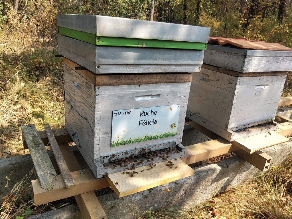 La ruche Félicia