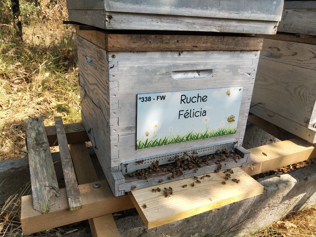 La ruche Félicia