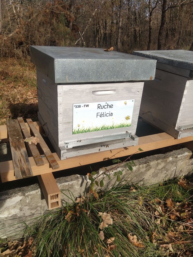 La ruche Félicia