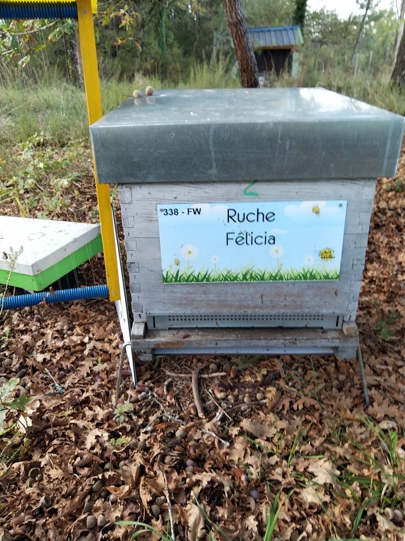 La ruche Félicia