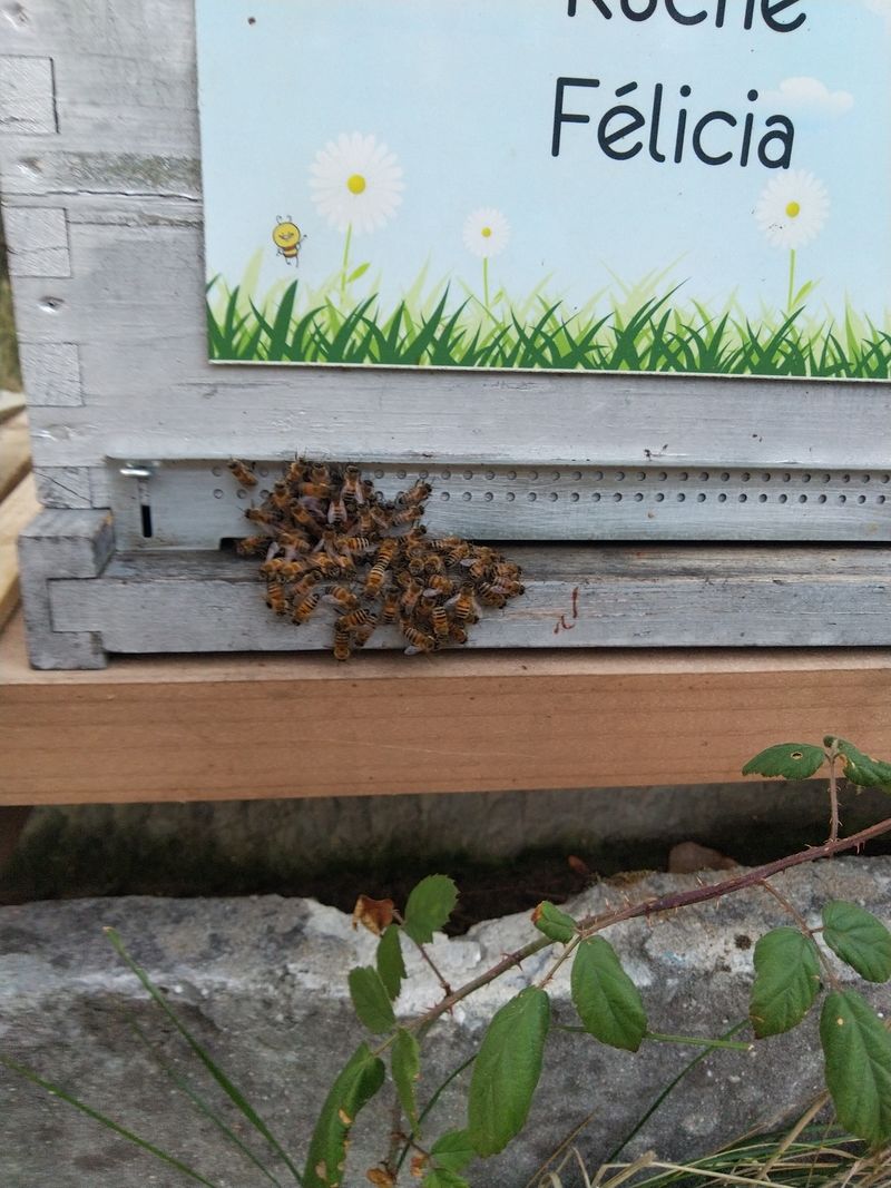 La ruche Félicia